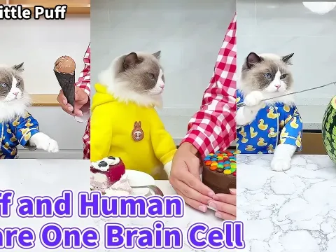 A Puff and a Human Share One Brain Cell in This Hilarious Moment