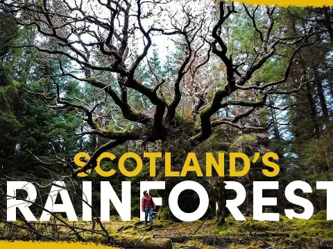Scotland's Lost Rainforest Is Being Restored One Community-Led Effort at a Time
