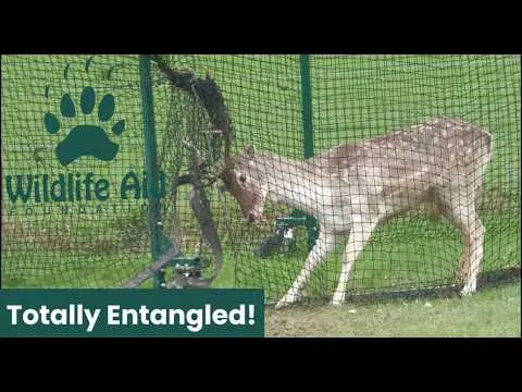Rescuing a Large Male Deer Tangled in Cricket Netting
