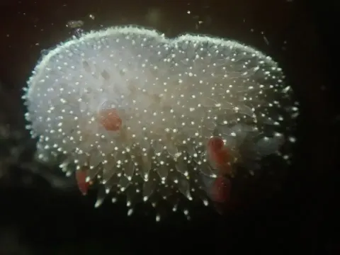 Discover the Nanaimo Dorid: A Unique Sea Slug of the Pacific Coast