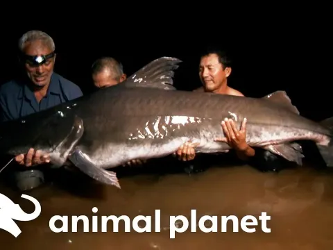 Jeremy Wade Faces a Legendary Man-Eating Fish in Guyana's Rainforest