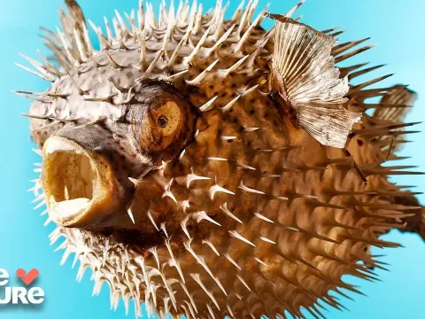 Tiny but Deadly Ocean Hunters That Dominate the Sea