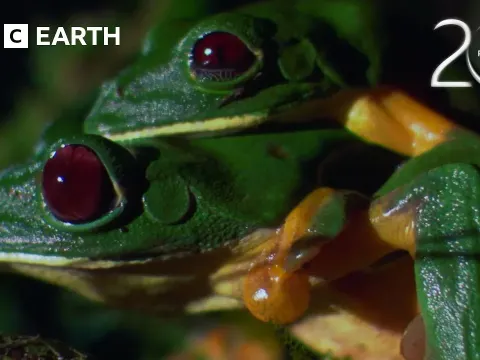 Gliding Leaf Frogs Leap From Treetops to Breed in the Canopy