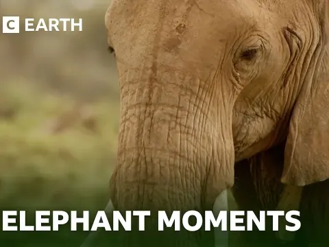 Elephant Family Secrets Revealed Through Clever Camera Tricks