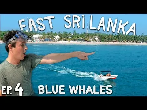 Blue Whale Watching in Trincomalee Reveals Sri Lanka's Wild Ocean Side