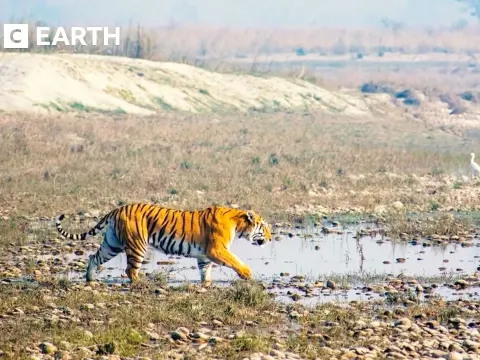 Rare Tiger Behaviors Revealed by Drone Footage in Nepal