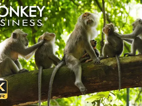 Monkey Business in 4K HDR A Relaxing Animal Documentary with Music and No Narration