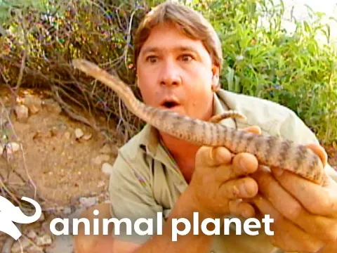 Tracking Rattlesnakes on an Arizona Military Range with the Crocodile Hunter