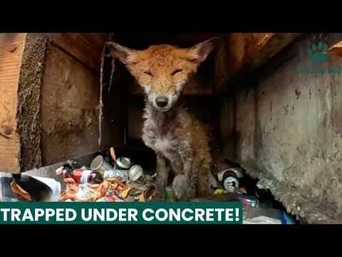 Heartbreaking Fox Rescue in Tolworth Highlights Dangers of Urban Wildlife
