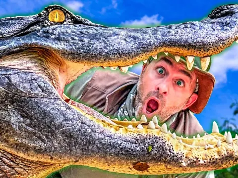 Alligator and Crocodile Bite Force Tested with Melons at Wildlife Sanctuary