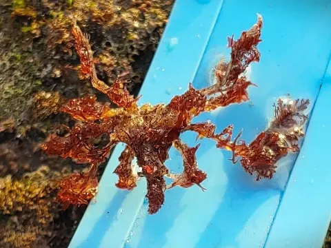 How Hemphill's Kelp Crab Uses Camouflage to Evade Predators