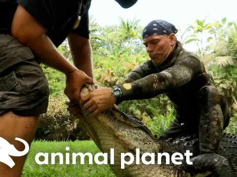 Gator Jimmy Features and What to Know