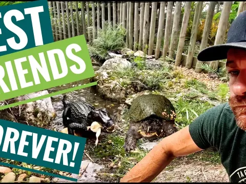 A Cayman and a Tortoise Become Unlikely Best Friends