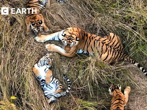 Tiger Mothers Share Parenting Duties in Rare Behavior Captured on Film