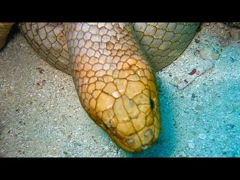 Olive Sea Snake: The Most Venomous Marine Reptile in the Indo-Pacific