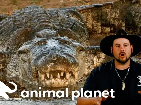 Jimmy Battles a Massive Gator in Mexico to Save Farm Animals