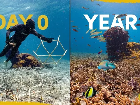 How a Man-Made Reef Transformed Into a Thriving Ecosystem in Just One Year
