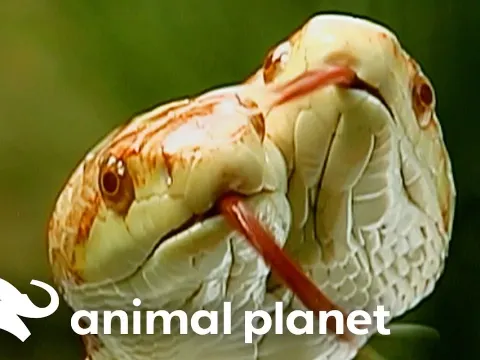 Two-Headed Snakes and Other Bizarre Animal Mutations Explained