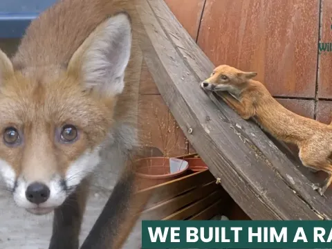 Fox Trapped in London Courtyard Gets a Custom Ramp to Escape Safely