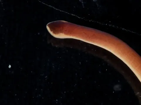 Purple Ribbon Worm A Predatory Marine Invertebrate with a Unique Hunting Strategy