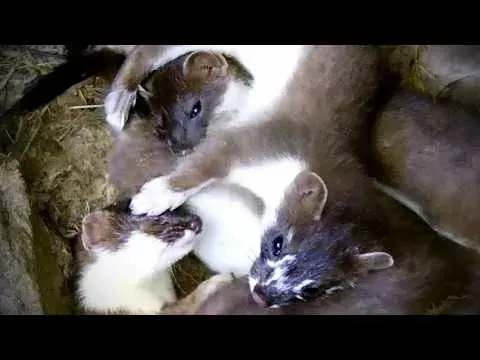 Watch Rare Footage of Stoat Kits Playing and Learning to Hunt Inside Their Secret Underground Ne