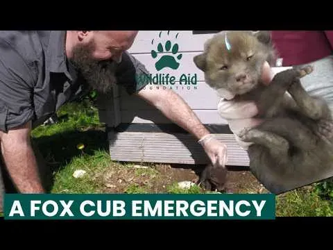 Rescue Team Discovers Five Fox Cubs in Critical Condition Under a Shed