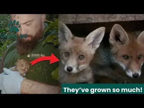 Fox Cubs Rescued After Mother Dies Thrive in Soft Release Program