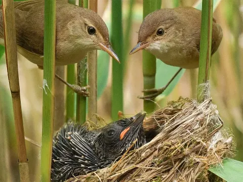Cuckoo Reed Features and What to Know