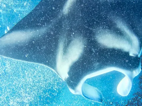 Manta Ray and the Natural Context