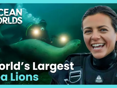 Swimming With The Largest Sea Lions On Earth In Near Freezing Waters