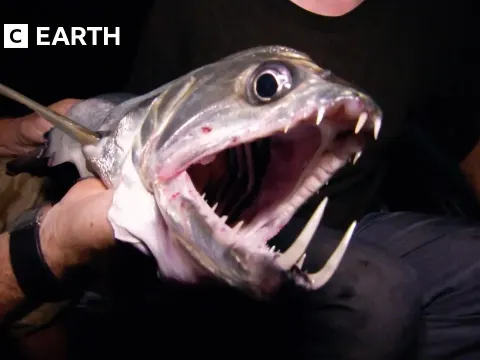 Fish They Explained Clearly