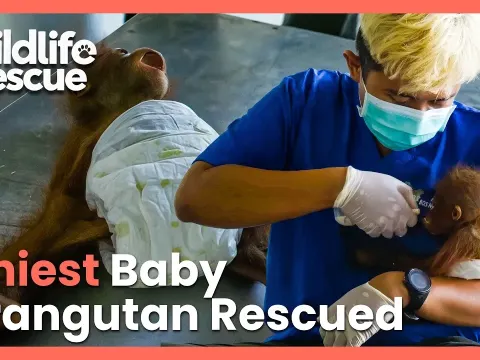 Orangutan Orphans at Borneo Rescue Center Learn to Survive Without Their Mothers