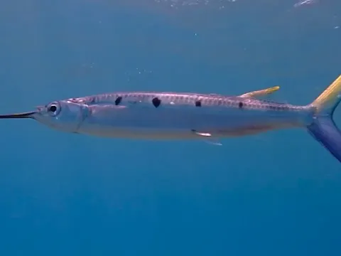 Halfbeak Fish Facts and Unique Adaptations
