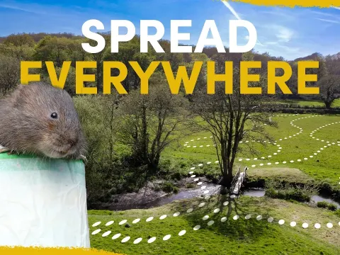 Water Voles Released in Cornwall Transform Farm Streams and Boost Biodiversity