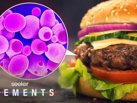 Microbes Could Be the Key to Sustainable Burgers