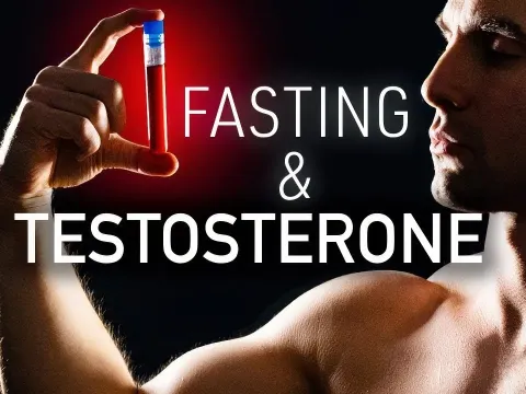 How Fasting Affects Testosterone Levels and the Refeeding Rebound Effect