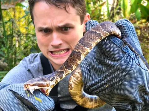 Cottonmouth Snake Bite Test on Supposedly Bite-Proof Gloves