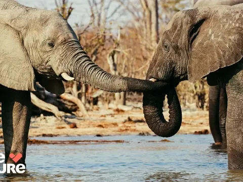 Elephants, Orcas, and Albatrosses Reveal Surprising Animal Behaviors