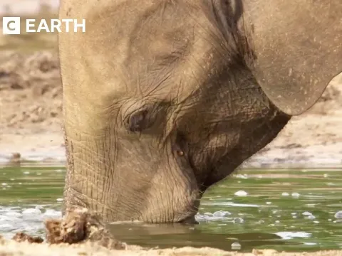 Forest Elephants Reveal Their Hidden Social Lives at a Mineral Rich Clearing