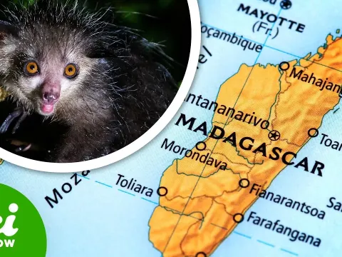 How Madagascar's Unique Geology Shaped Its Bizarre Wildlife