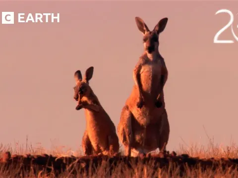 How Red Kangaroos Beat the Scorching Australian Heat
