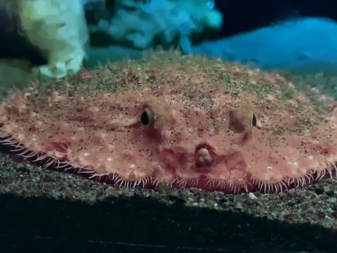 Discover the Starry Handfish a Unique Deep Sea Creature