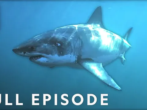 Why Great White Sharks Are Returning to Cape Cod Beaches