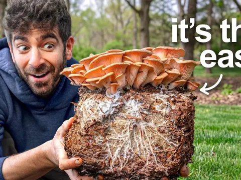 I Tested 8 Mushroom Growing Methods at Home and Ranked Them Best to Worst