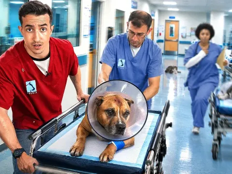 Inside a 24 Hour Animal Emergency Hospital and the Surgeries That Save Pets