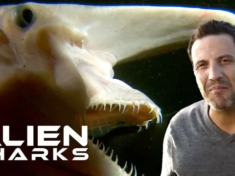 Deep Sea Shark Species Reveal Alien-Like Adaptations and Behaviors