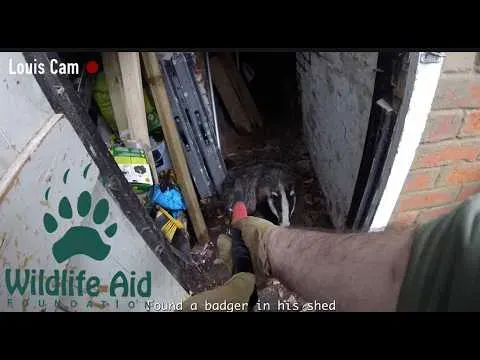 Rescuing a Badger Trapped in a Shed: Wildlife Rescue Story