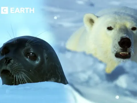 Arctic Wildlife Documentary Shows Polar Bear and Walrus in a Tense Battle for Survival