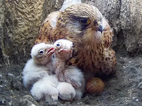 Kestrel Chicks Hatching: A Close Look at the First Week of Life