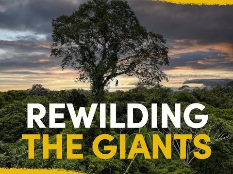 Reconnecting the Amazon's Giant Trees to Restore the Forest Canopy